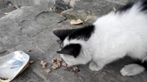 Hungry kitten meows. The kitten first day lives on the street. 2-2. [Cat life on the street]