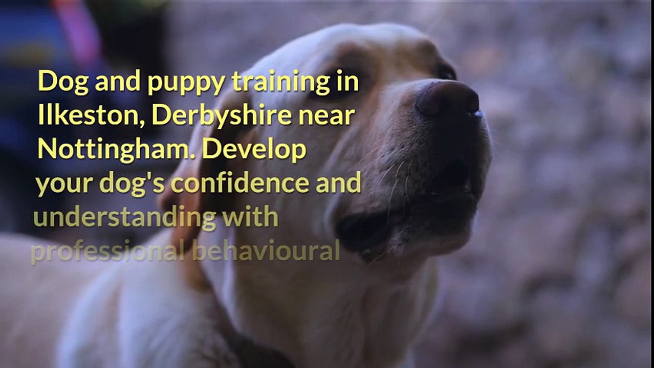 Dog Training Nottingham