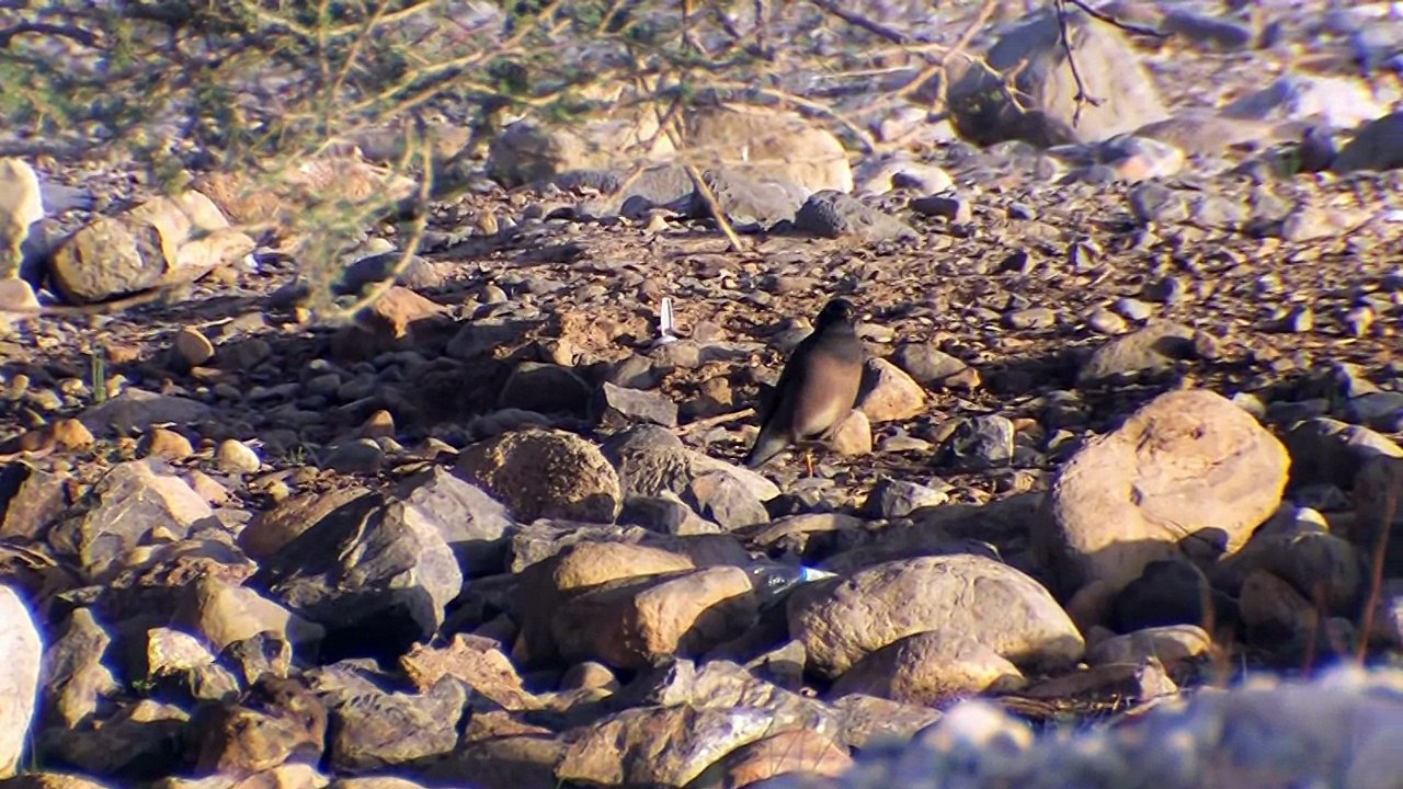 Common myna (Acridotheres tristis)