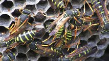 Paper wasps in their nest
