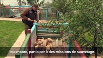 Chili: des chiots policiers formés dès la naissance