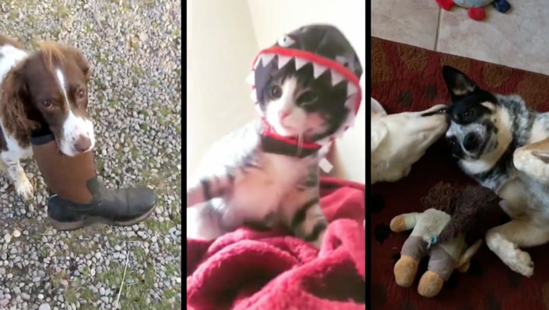⁣Pets Stealing Boots, Wearing Costumes, And Being Cute