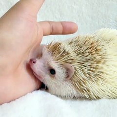 hedgehog has great smelling skills