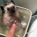 hedgehog playing in hot tube