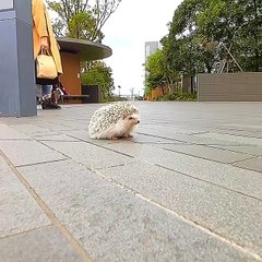 hedgehog waiting for me outside supermarket
