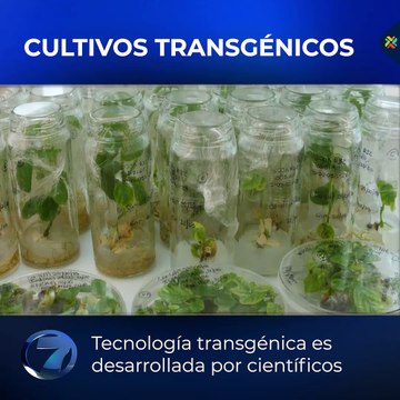 Cultivos transgénicos