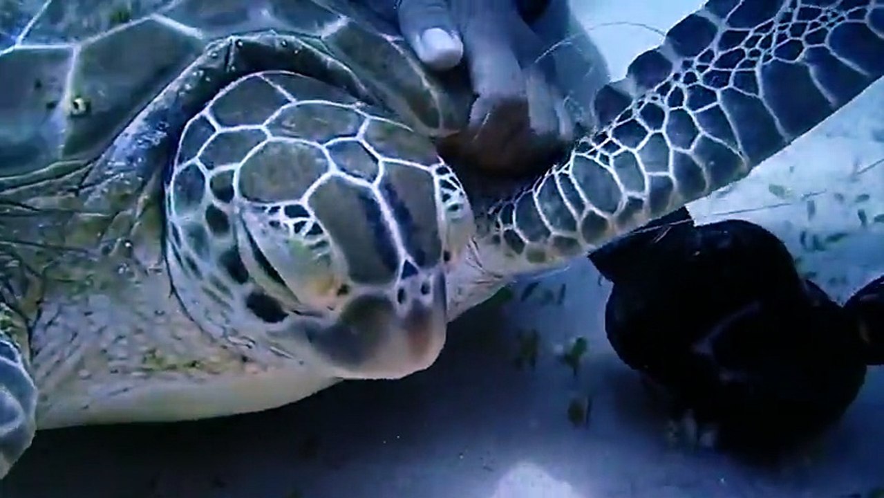 Diving Teacher Frees Turtle From Deadly Line Around Neck