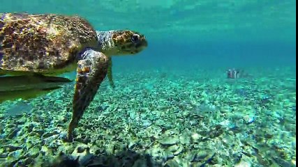 One-eyed sea turtle becomes local legend