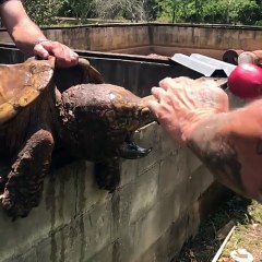 Snapping Turtle Eats an Apple