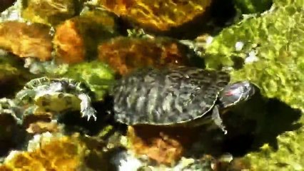 Turtle Soup For The Soul