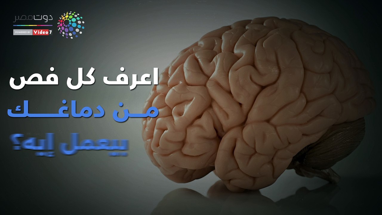 فيديو معلوماتى.. اعرف كل فص من دماغك بيعمل إيه؟