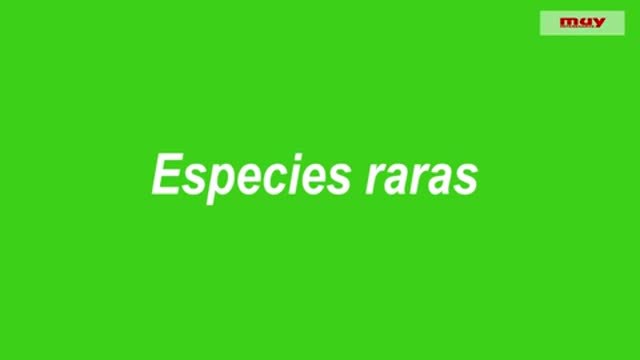 Especies raras