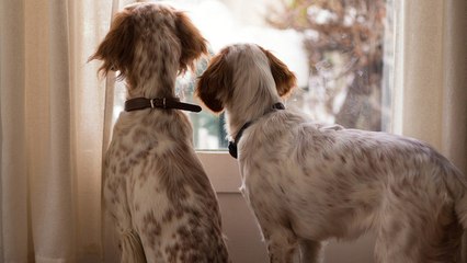 下载视频: ¿Vas a acoger a otro perro en casa unos días? Consejos para una buena convivencia