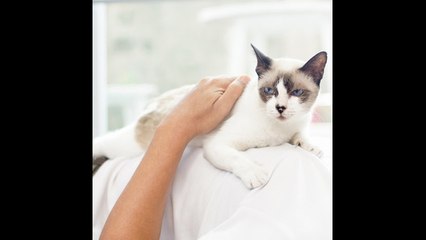 Un hombre recauda 30000 dólares durmiendo con gatos