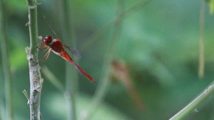 Dragonfly in own Habitat