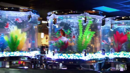 Drum Set Tank Tanked