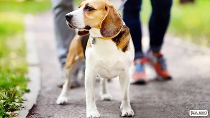 How Does Stress Affect Your Dog's Health