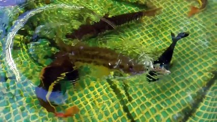 RED PUFFER FISH Love GOLDFISH!