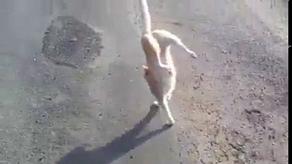 It's TIME for SUPER LAUGH! - Best FUNNY CAT videos