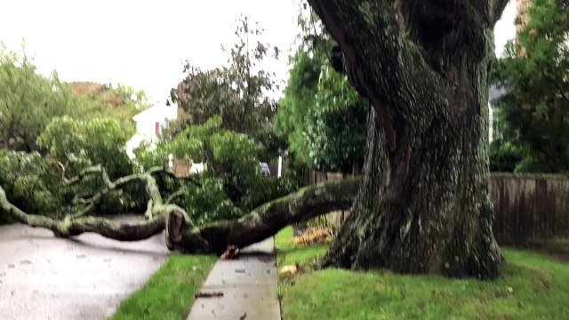 Storm downs huge branch from 300-year-old oak tree on Long Island