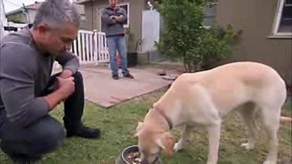 El encantador de perros ,Labrador lo muerde Parodia