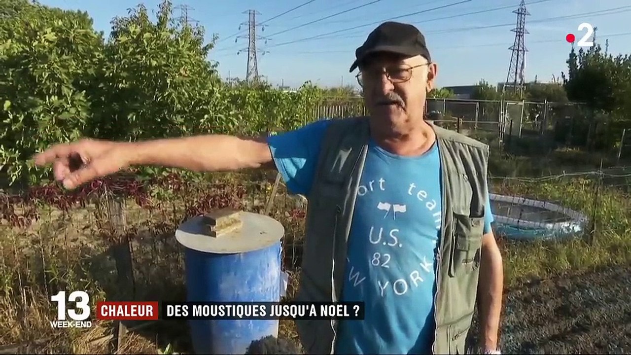Chaleur : des moustiques jusqu'à Noël ?
