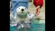 The Lovely Otter Dancing In His Bath