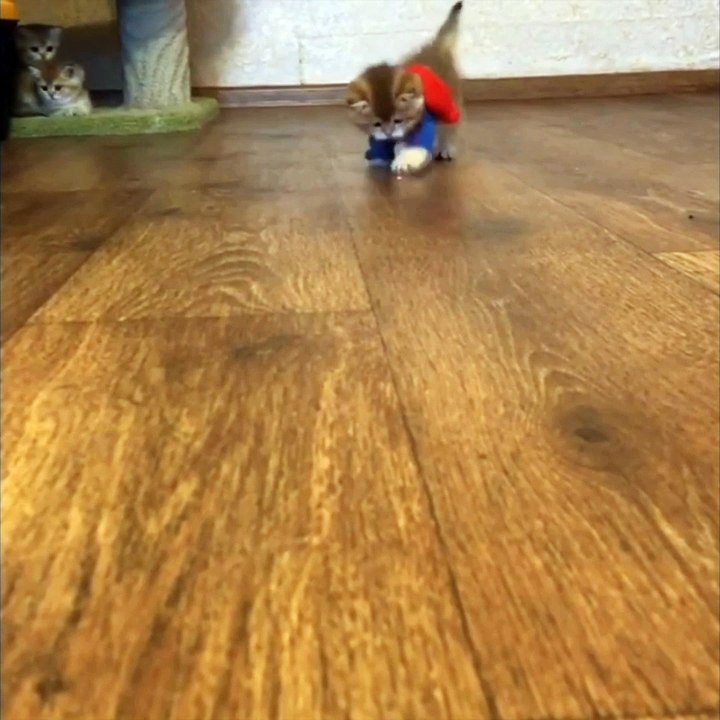 Superhero Kitten
