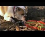 Dog Whisperer With Cesar Millan S05E12