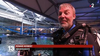 Parcs animaliers : combattre les idées reçues sur les requins