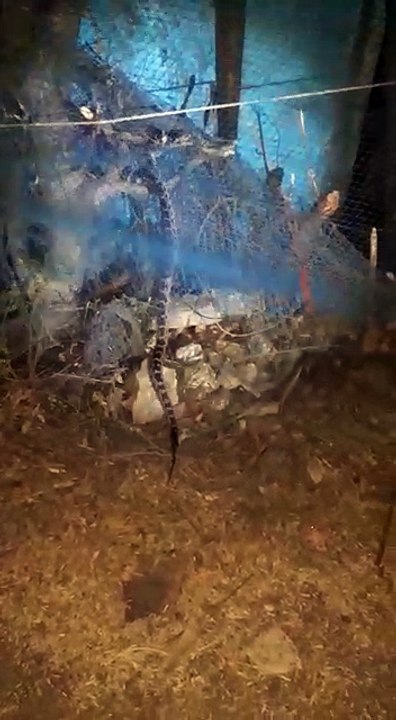 Attack of the Python