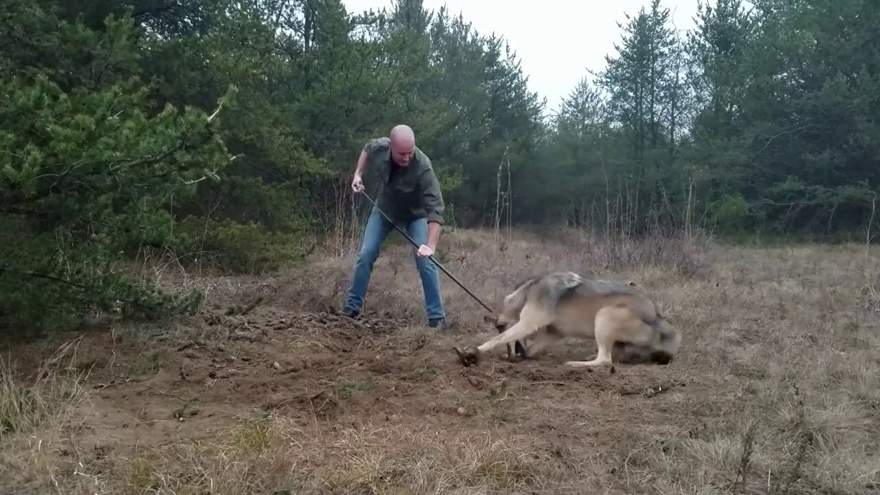 Il libère un loup coincé dans un piège.