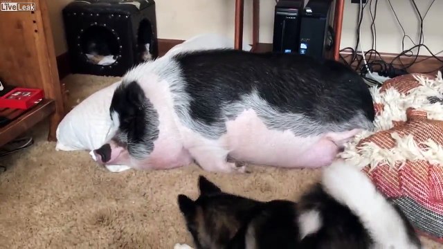 Ce bébé chien veut jouer avec un énorme cochon !