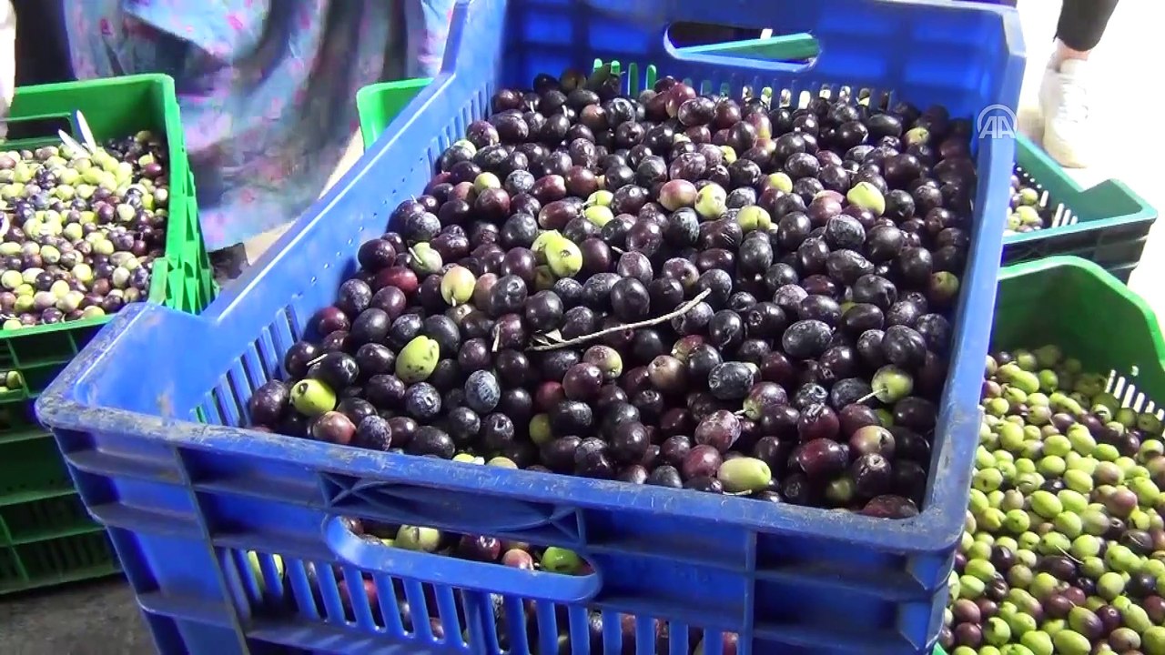 '4. Geleneksel Gömeç Zeytin Hasat Şenliği' - BALIKESİR