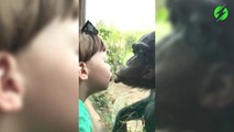 Ce singe fait un bisou à un enfant à travers la vitre au zoo... Trop mignon