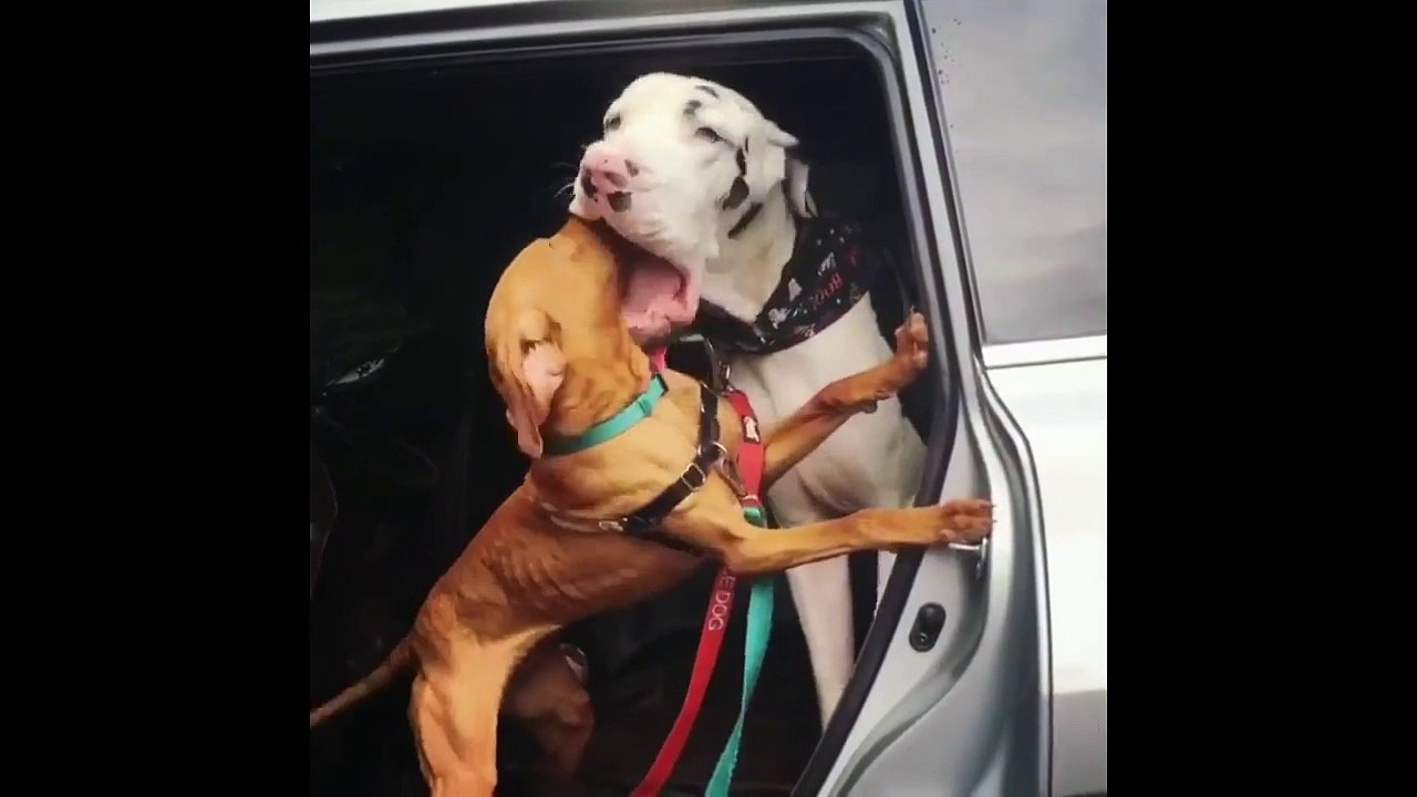 Ce chien est tellement content qu'il enfonce sa tête dans la bouche d'un autre chien