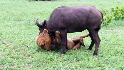 Les images incroyables d'un lion qui s'en prend à un buffle