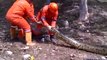 Ces ouvriers brésiliens font une découverte terrifiante :  anaconda de 9m...
