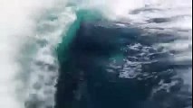 Orche in gruppo insegue turisti sulla loro loro barca