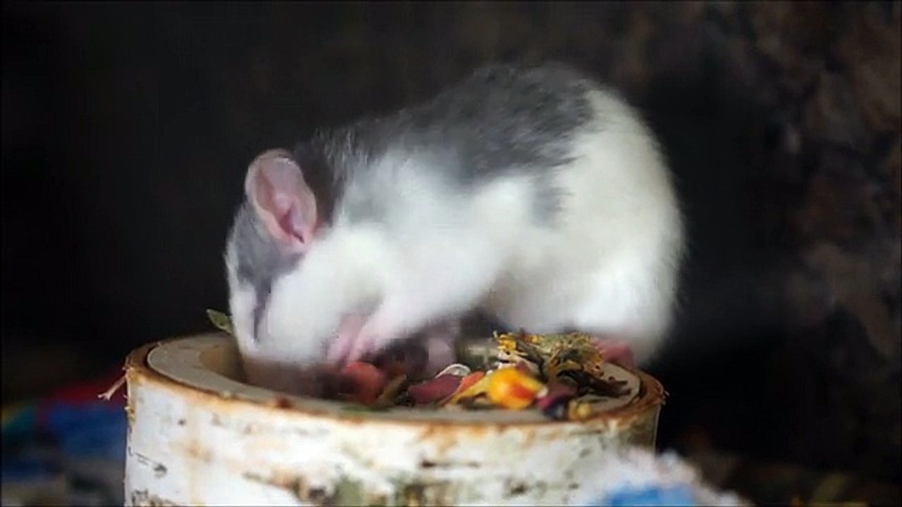 Rat