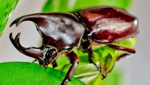 Massive Scarab Beetles For Feeding to Ants