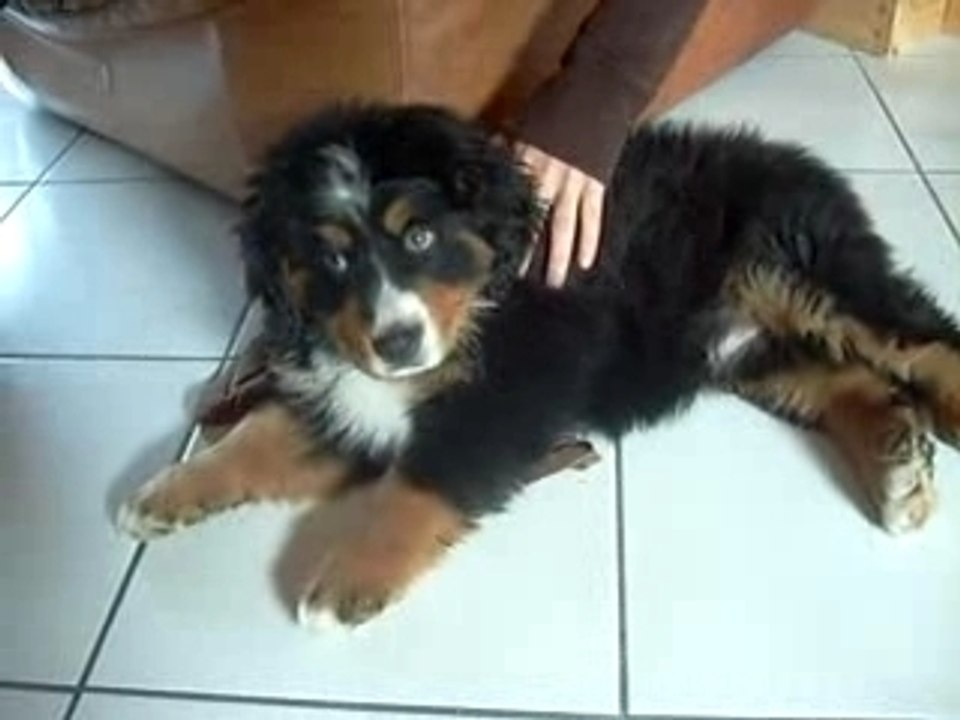 Ma petite Chelsea