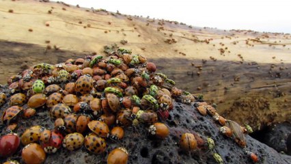 Thousands of Insects Wash Up Onto Shore After Storm