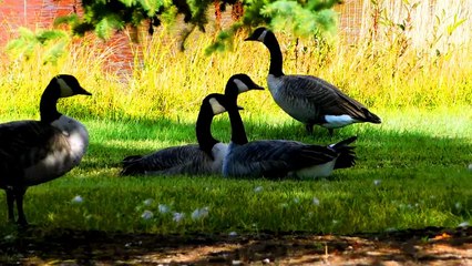 ducks are playing silently