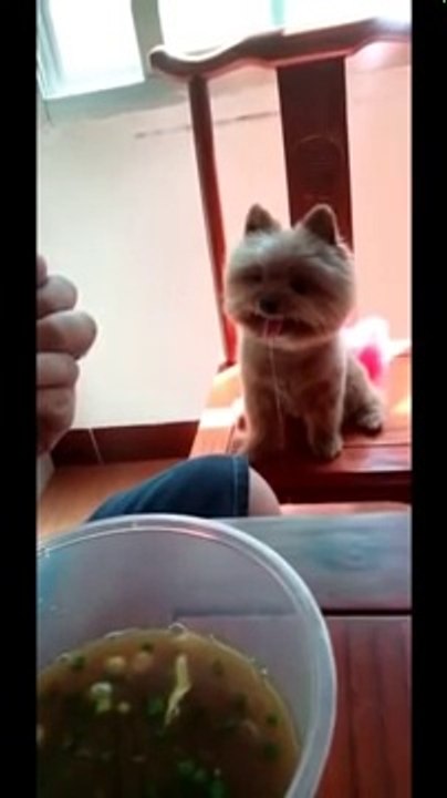 Super Funny Cute Animals