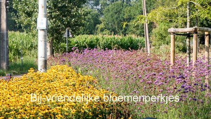 Zalige Zomer in Kruibeke