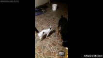 Super Gato Con 2 Perros Gigantes Juegan Muy Felices Son Amigos Y Se Llevan Muy Bien