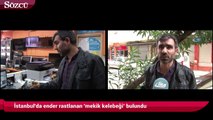 İstanbul'da ender rastlanan 'mekik kelebeği’ bulundu