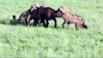 With No Mercy, Hyenas Attack Baby Buffalo