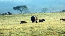 Hungry Hyenas Try To Attack Baby Rhino in Front of His Mother